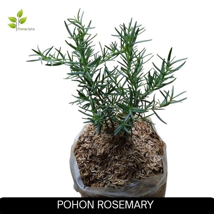 

Terlaris Terbaik Bibit Pohon Rosemary/Tanaman Rosemary - Rosmary 25.25