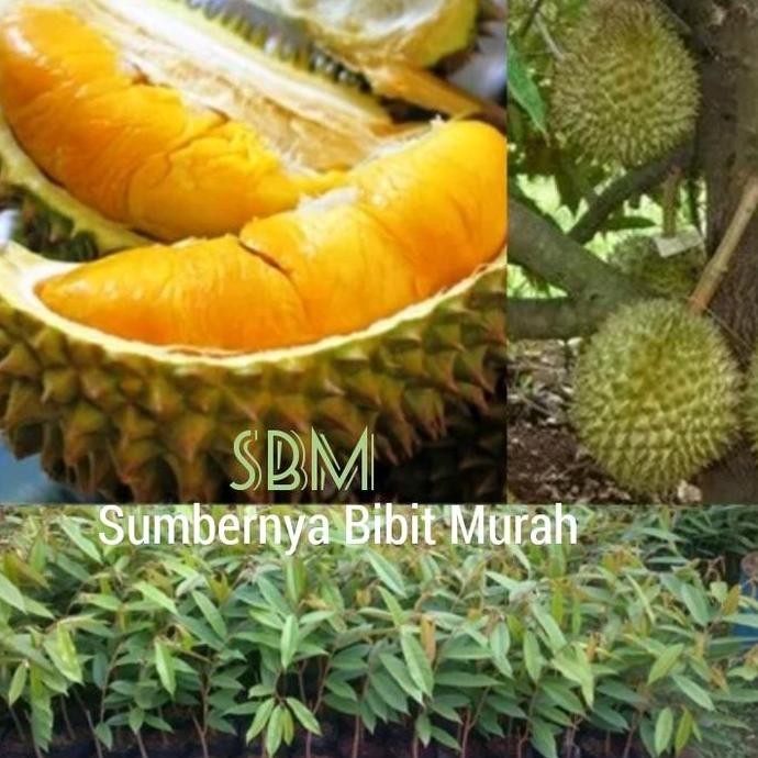 

Terlaris Bibit Durian Musangking