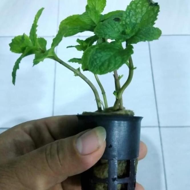

Terlaris Bibit Daun Mint Hidroponik 1 Netpot Isi 5 Pohon Sdh Ber Akar
