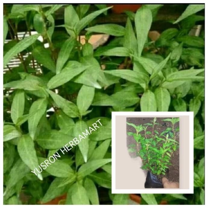 

Terlaris Bibit Tanaman Kesum Daun Laksa Atau Mint Vietnam