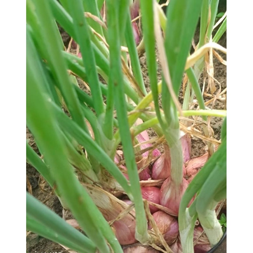 

Terlaris Terbaru Bibit Bawang Merah Siap Tanam (Tajuk) Terlaris