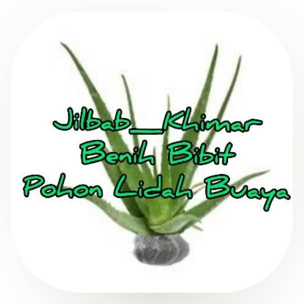 

Terlaris Benih Bibit Pohon Lidah Buaya