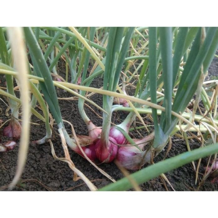 Terlaris Bibit Siap Tanam Bawang Merah Brebes