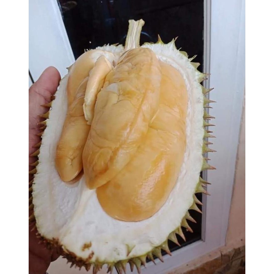 

Terlaris Bibit Durian Jarum Mas 60 Cm - 80 Cm