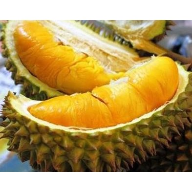 

Terlaris Bibit Tanaman Buah Durian Musangking 60Cm