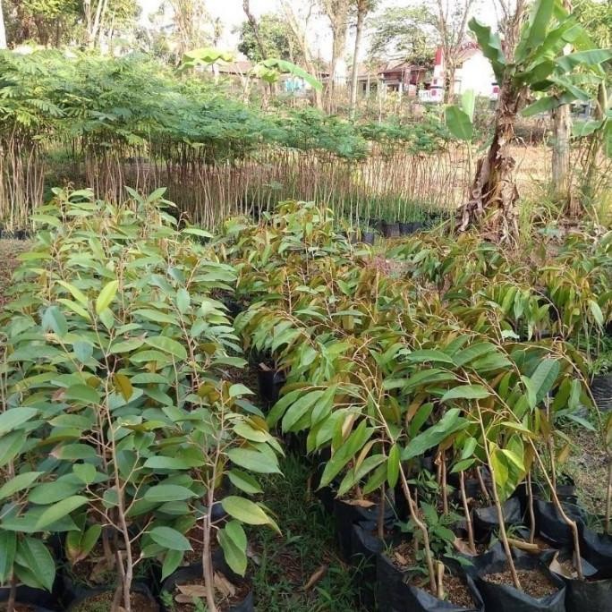 

Terlaris Terlaris Bibit Tanaman Durian Bawor Hasil Okulasi Siap Berbuah Laris