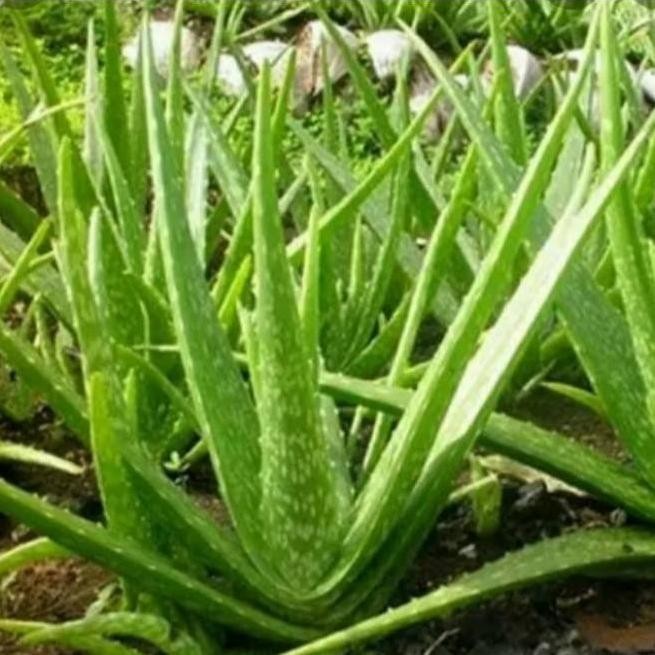 

Terlaris Bibit Lidah Buaya