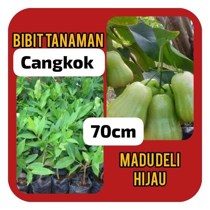 

Terlaris Bibit Jambu Madu Deli 70 Cm Cangkok