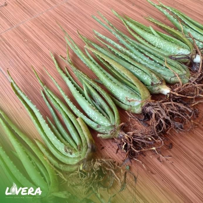

Terlaris Pilihan Terbaik! Bibit Unggul Tanaman Lidah Buaya Jumbo Pontianak