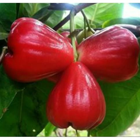 

Terlaris Bibit Jambu Air Red Taiwan Berbuah / Berbunga