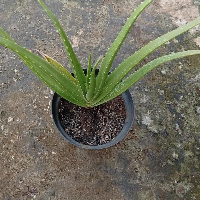 

Terlaris Bibit Aloe Vera Lidah Buaya Jumbo