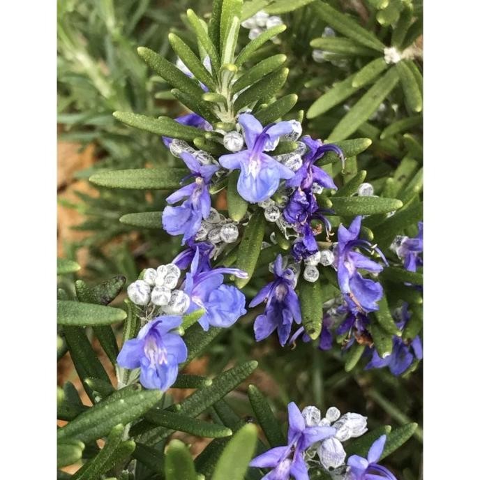 

Terlaris Bibit Bunga Rosemary Aroma Herbal | Benih Bunga Rosemary Herbal