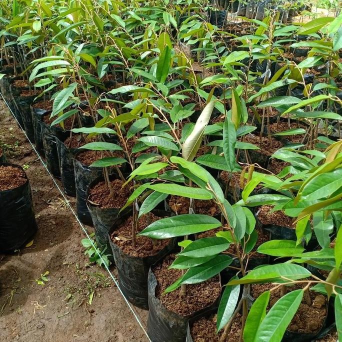

Terlaris Bibit Pohon Durian Bawor Kaki Tiga