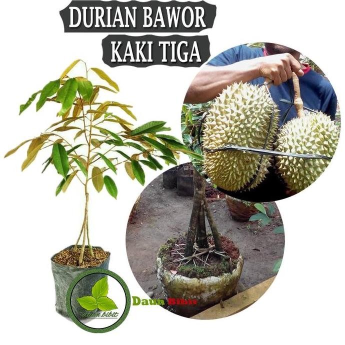 

Terlaris Bibit Durian Bawor Kaki Tiga