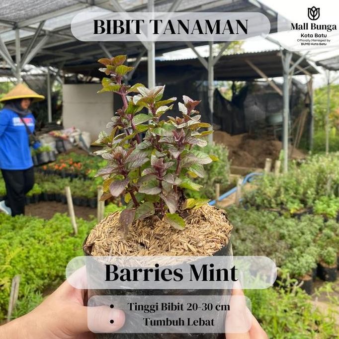 

Terlaris Bibit Daun Mint - Tanaman Herbal Barries Mint Siap Tanam Tinggi 20-30 Cm