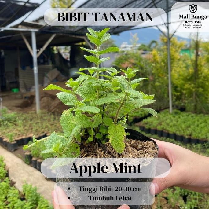 

Terlaris Bibit Daun Mint - Tanaman Herbal Apple Mint Siap Tanam Tinggi 20-30 Cm