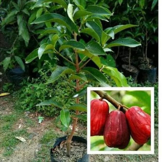 

Terlaris Tan Bibit Buah Jambu Jamaika Viral
