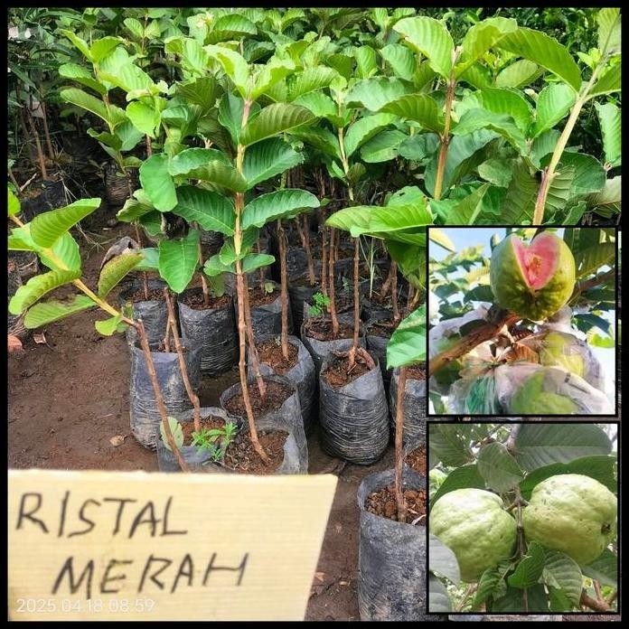 

Terlaris Bibit Jambu Kristal Merah Okulasi - Bibit Siap Tanam Hasil Sambung Okulasi Lebih Efisien Untuk Menghasilkan Buah