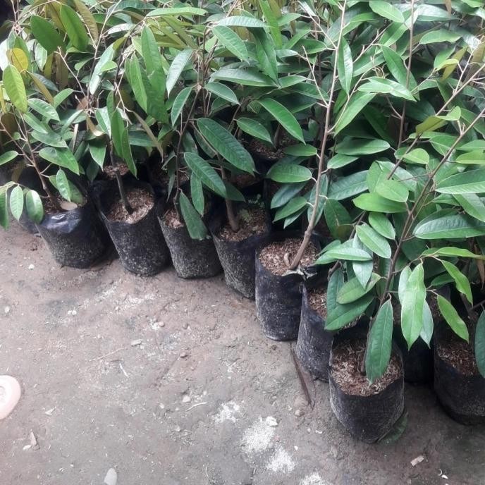 

Terlaris Terlaris Bibit Tanaman Buah Durian Musangking Dan Kane Unggulan Fres