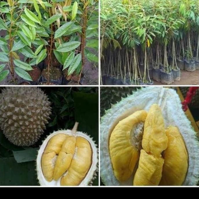 

Terlaris Bibit Durian Bawor Kaki 3 Super