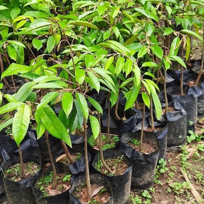 

Terlaris Promo Bibit Durian Bawor / Kromo Banyumas Asli Produk Sendiri