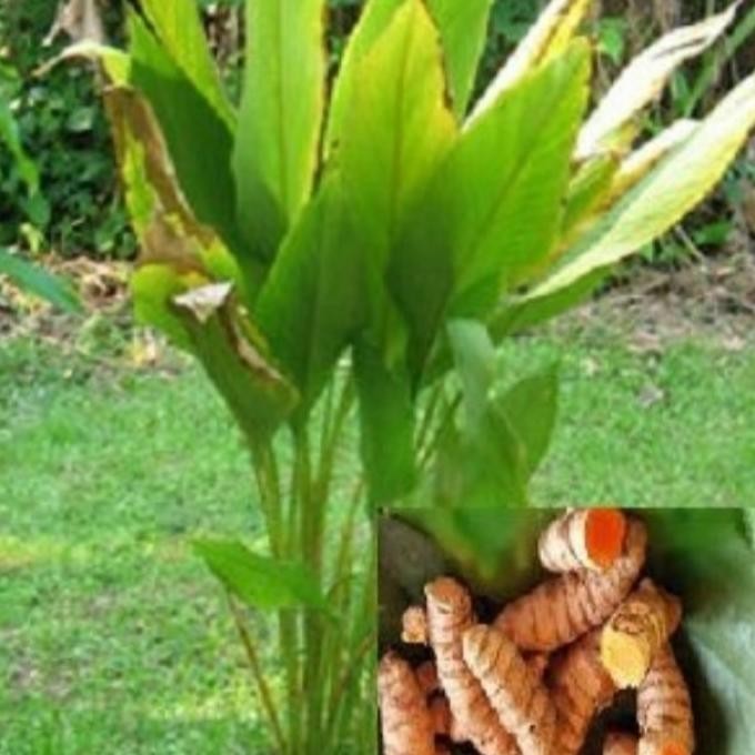 

Terlaris Bibit Kunyit Kuning Sayur