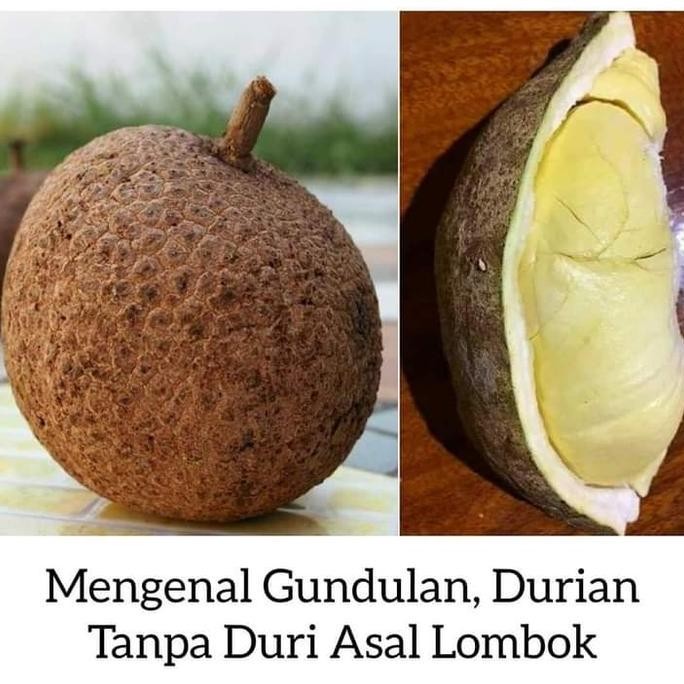 

Terlaris Bibit Tanaman Durian Gundul Tinggi 1 Meter Okulasi Cepat Berbuah