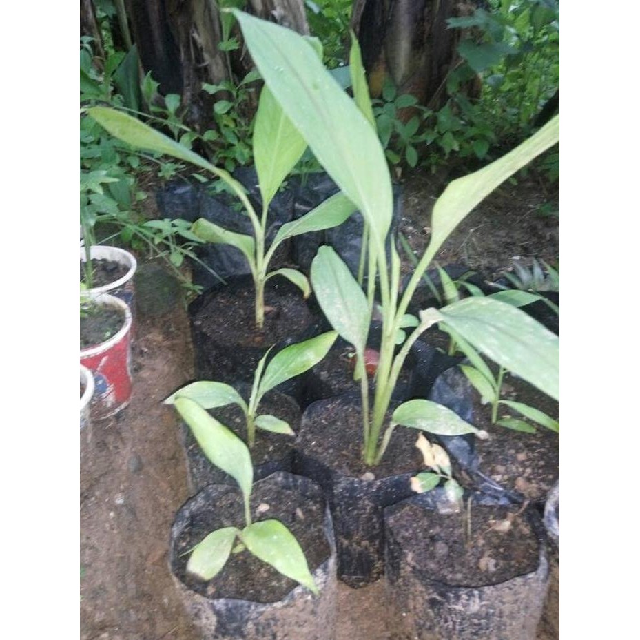 

Terlaris Promo 10 Bibit Kunyit Putih Tinggi 15-50 Cm (Promo Terbatas)