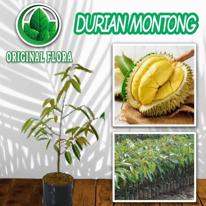 

Terlaris Bibit Durian Monthong Okulasi Durian Montong Bibit Duren