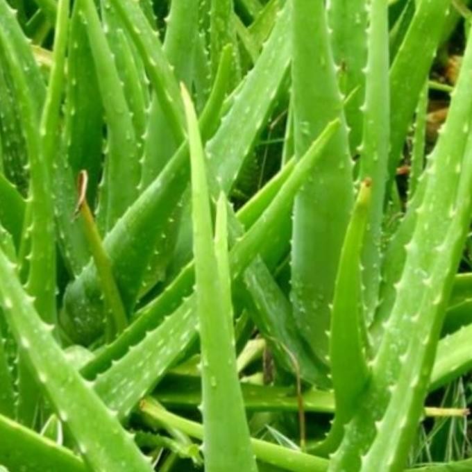 

Terlaris Cyn Benih Bibit Kecil Sudah Jadi Lidah Buaya Di Dalam Polybag