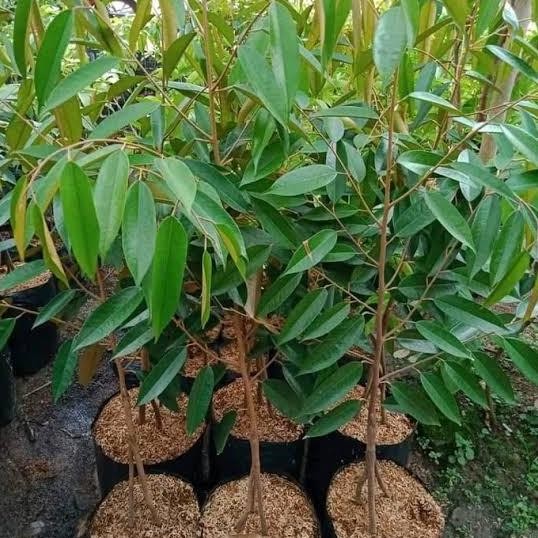 

Terlaris Bibit Okulasi Durian Duri Hitam Kaki 3