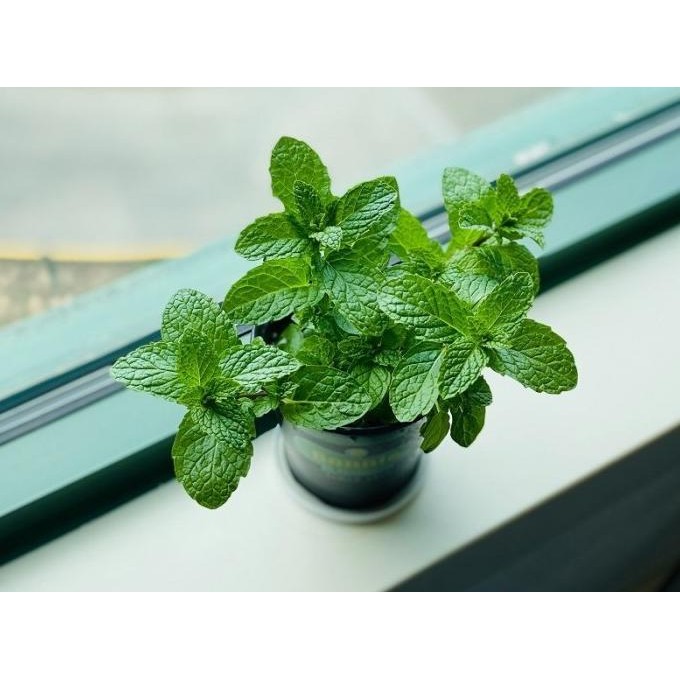 

Terlaris Bibit Tanaman Daun Spearmint - Daun Mint - Menthol - Tanaman Herbal