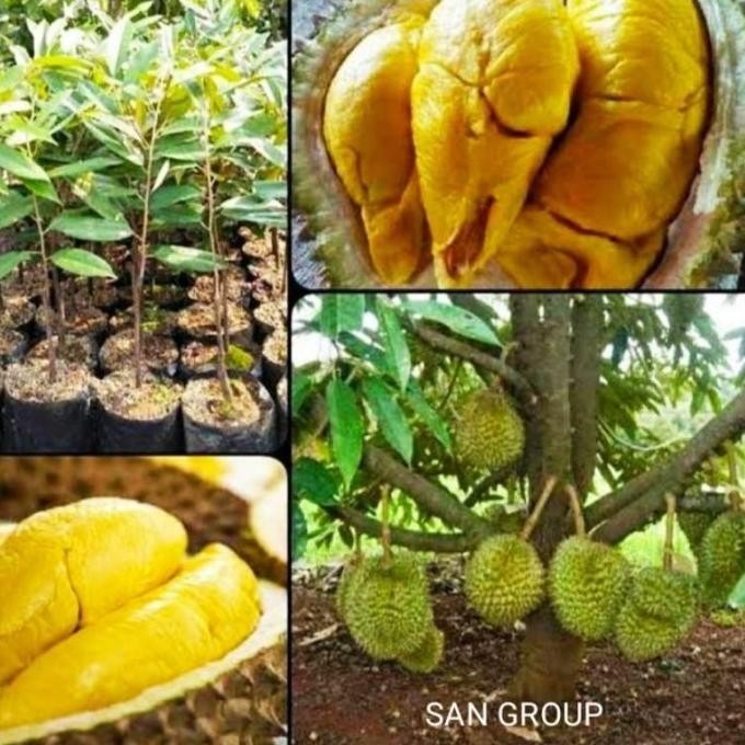 

Terlaris The Best Tanaman Bibit Durian Musang King Musangking Buah Durian Duren