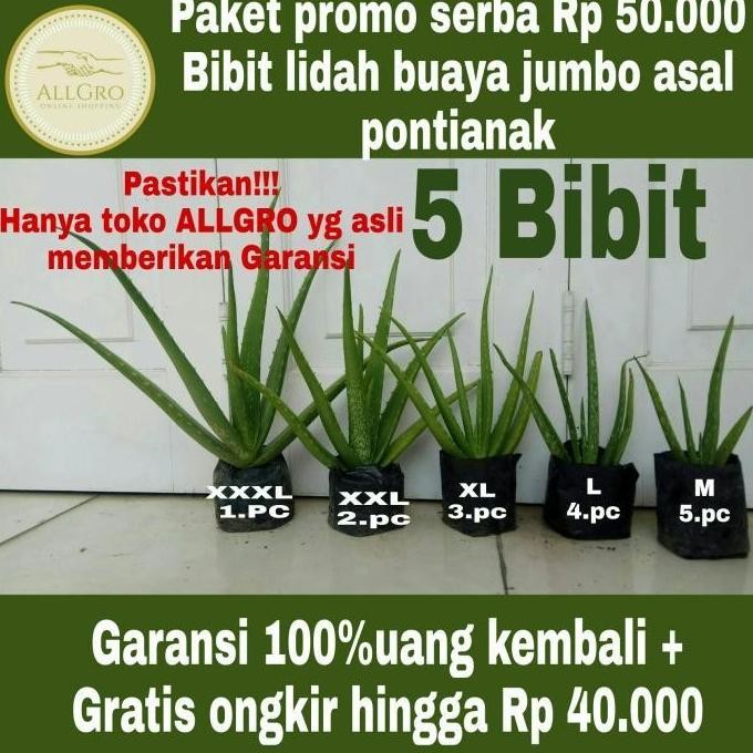 

Terlaris (Terbaru) Bibit Lidah Buaya Jumbo Pontianak Bestseller