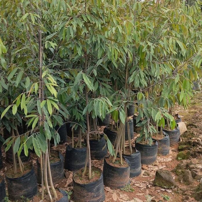 

Terlaris Bibit Durian Musangking Batang Besar Kaki 3