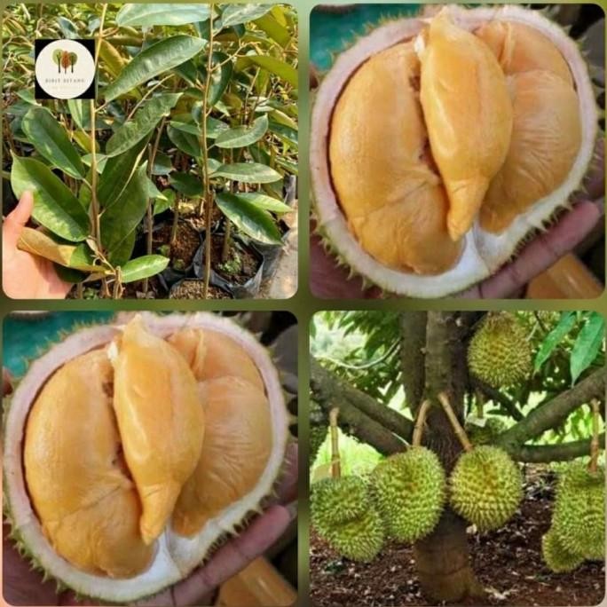 

Terlaris Bibit Buah Durian Super Tembaga Unggul Tinggi 1 Meter Lebih