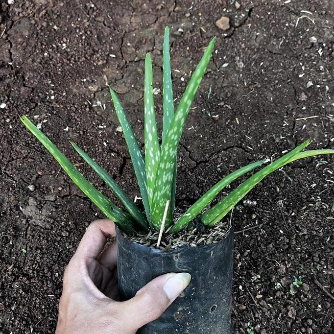 

Terlaris Bibit Tanaman Lidah Buaya