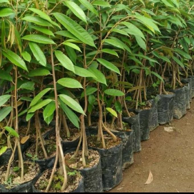 

Terlaris Bibit Durian Duri Hitam Kaki 3/ Durian Ochee Kaki 3 Superunggul