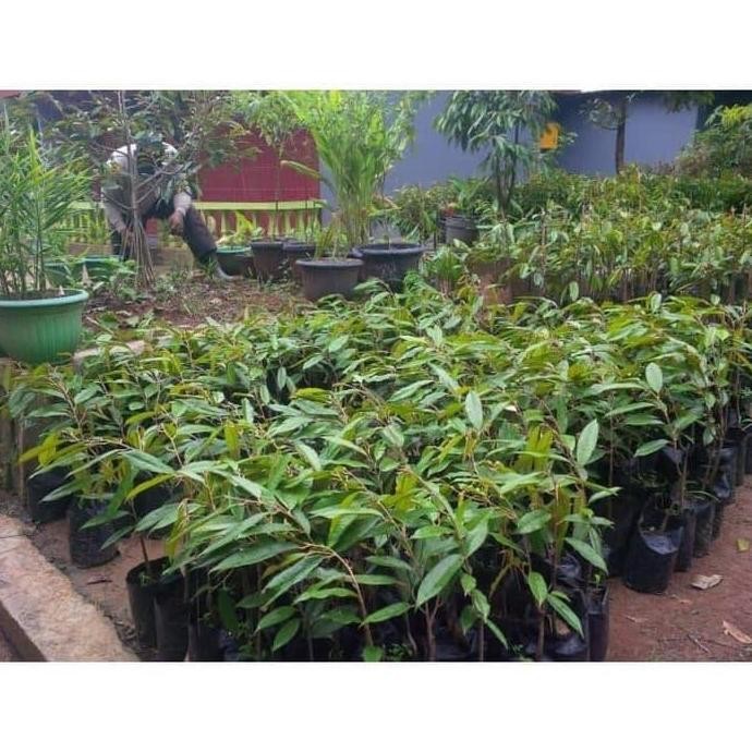 

Terlaris Bibit Tanaman Buah Durian Bawor