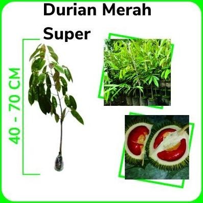 

Terlaris Bibit Durian Merah Okulasi Cepat Berbuah