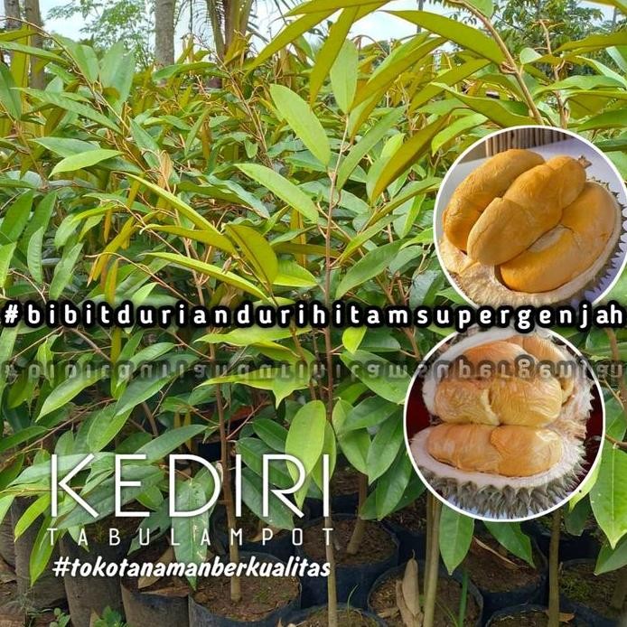 

Terlaris Bibit Durian Duri Hitam Super Mudah Berbuah Terlaris