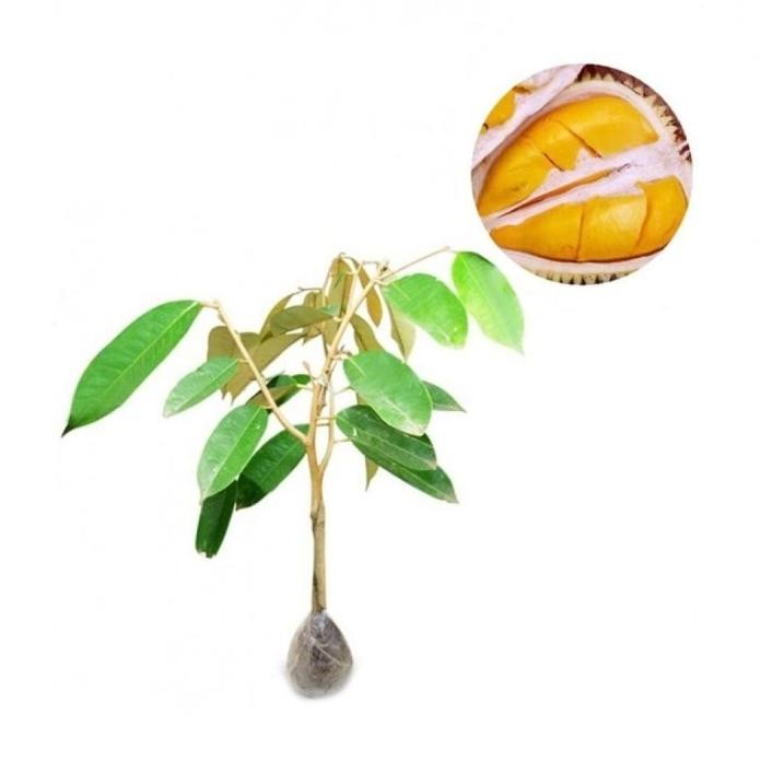 

Terlaris Bibit Tanaman Durian Bawor Kaki 1