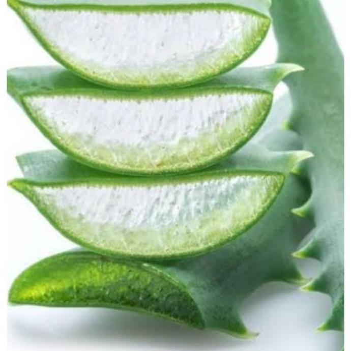 

Terlaris New Bibit Lidah Buaya Super Unggul (Beli 5 Gratis 1)