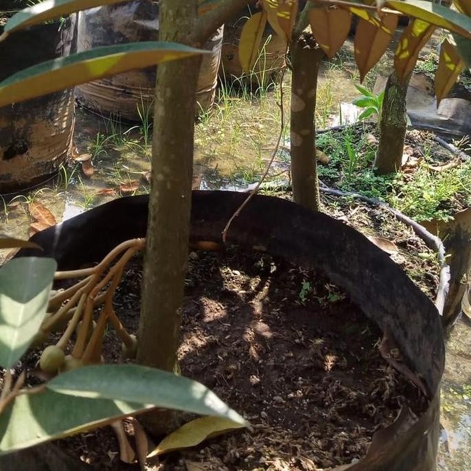 

Terlaris Bibit Durian Sudha Pernah Berbuah Berbagai Jenis