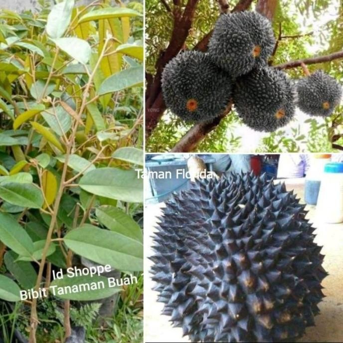 

Terlaris Bibit Tanaman Buah Durian Duri Hitam