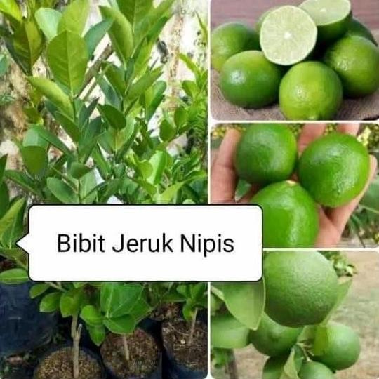 Terlaris Bibit Jeruk Nipis Sudah Berbuah