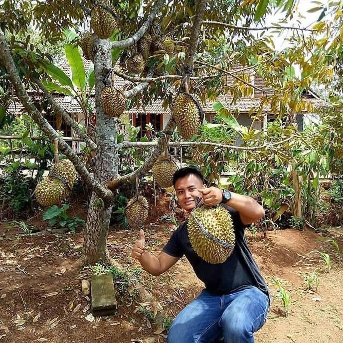 

Terlaris Bibit Durian Montong Super