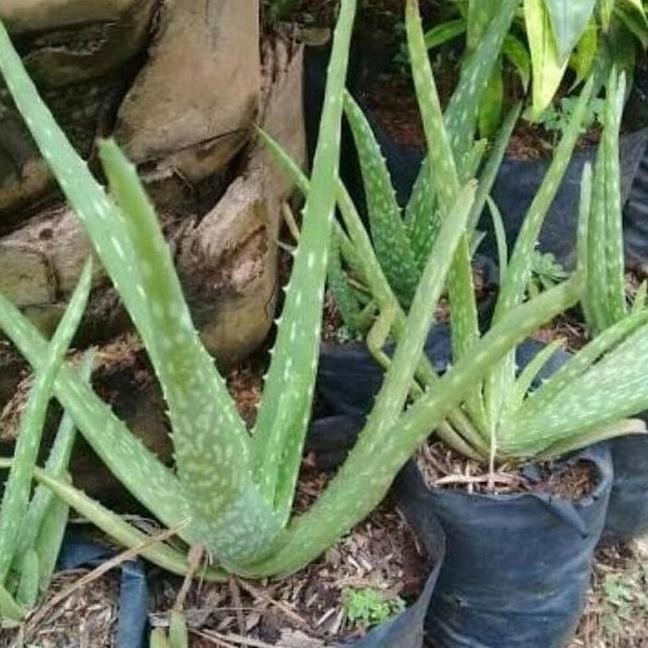 

Terlaris Ankn Bibit Tanaman Lidah Buaya Aloevera Bibit Lidah Buaya