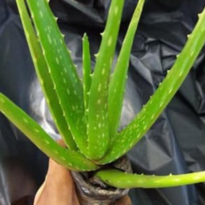 

Terlaris Ready Bibit Tanaman Lidah Buaya Jumbo