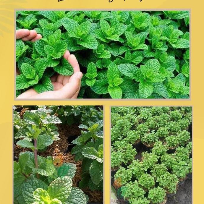 

Terlaris Promo Bibit Daun Mint Berkualitas
